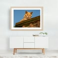 thumbnail image 6 of Curious Cat on the Lookout, York County PA - Pennsylvania Photography Cat Animal Wildlife Portrait Rustic Nature Farmhouse Unframed Wall Art Print 20 x 28 inches, 6 of 7
