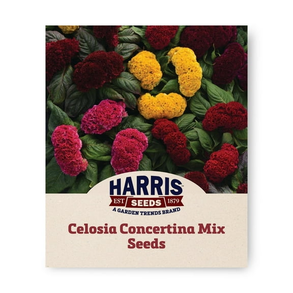 Harris Seeds - Celosia Concertina Mix Seeds - Compact Cockscomb Variety - 100 Seeds