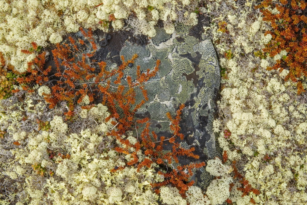 Caribou Moss And Li