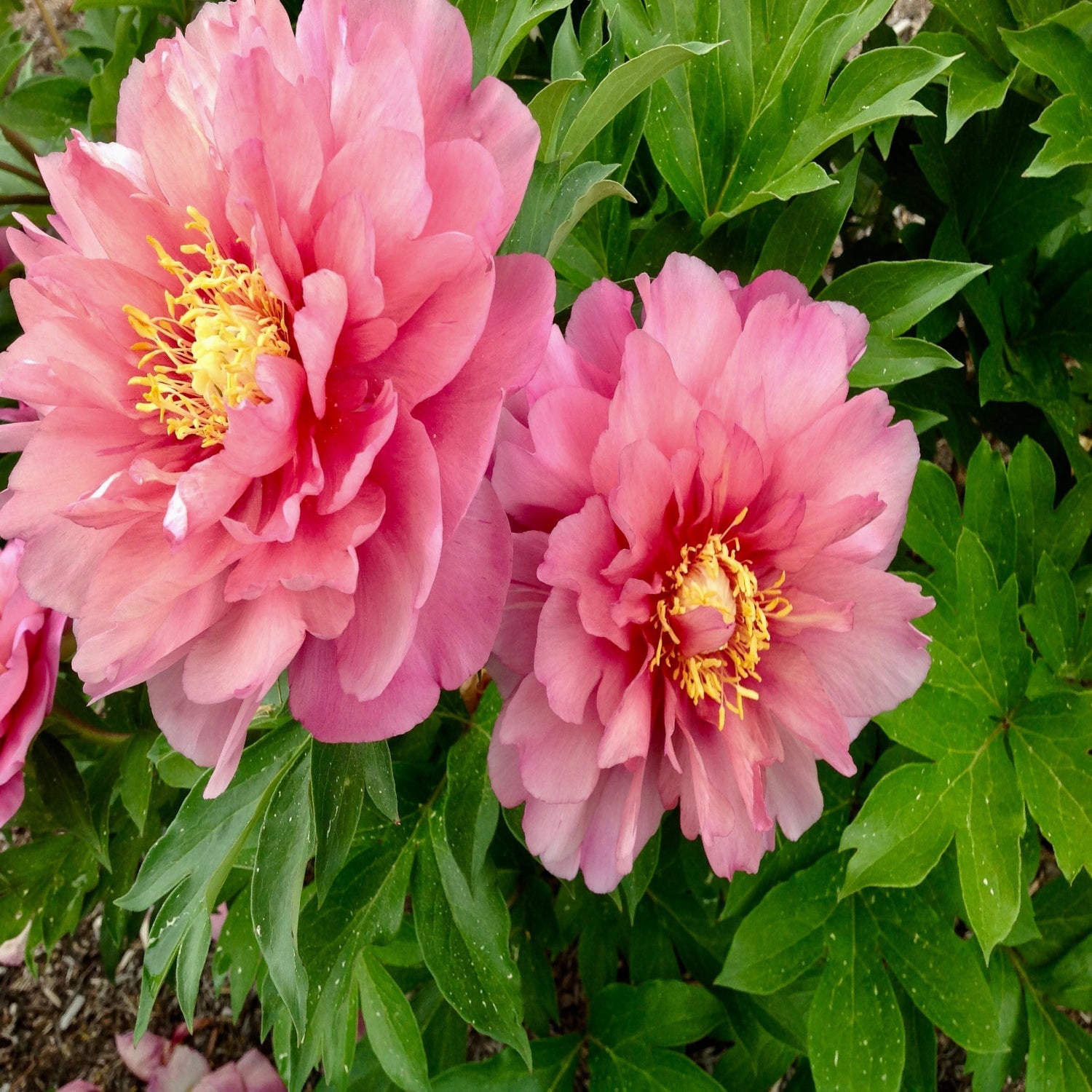 Expert Gardener 12-18" Peony Strawberry Swirl™ Live Tree in 1 gal. Grower Pot
