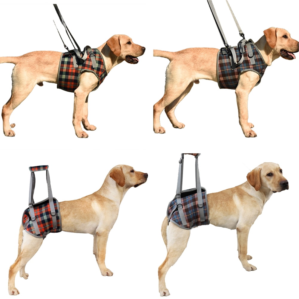 Can A Harness Hurt My Dog