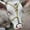 Silver C, variant on KCGYNP Cow Nose Ring Silver,Stainless Steel Bullnose Pliers,Automatic Locking,Farm Animal Equipment,Lead for Cattle under 2750lb,Husbandry Accessory