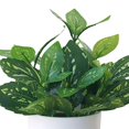 thumbnail image 4 of Visland Mini Fake Plants in Pots,Artificial Plastic Green Plants, Potted Faux Plants Indoor for Office Desk Coffee Table Bathroom Bedroom Home Decorations, 4 of 4