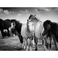 thumbnail image 3 of Seven Trees Design 24x19 Black Modern Framed Museum Art Print Titled - Black and White Horses, 3 of 5