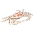 thumbnail image 1 of Crab Toy, Attractive Decorative Educational Interesting Animal Crab Toy For Home Decoration, 1 of 8