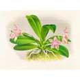 thumbnail image 2 of Jean Jules Linden 24x19 Black Ornate Framed Double Matted Museum Art Print Titled: Phalaenopsis Luddemanniana (1885-1906), 2 of 5