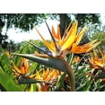 thumbnail image 3 of NIKA SEEDS - Flowers Bird of Paradise Crane Strelitzia - 3 Seeds, 3 of 3