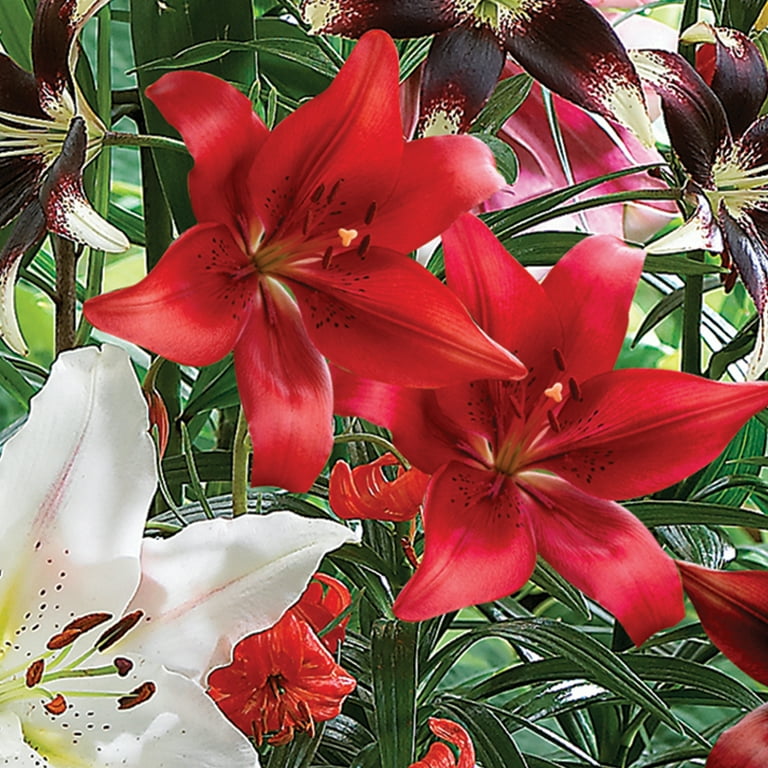 Van Zyverden Lily Mix 75 Days of Blooms (Set of 20 Dormant Van Zyverden Lily Mix 75 Days of Blooms (Set of 20 Dormant