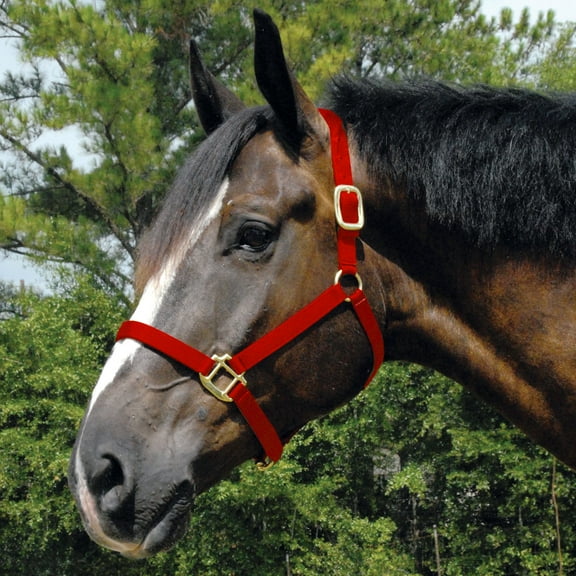 Arabian Halter-horse #16A Color: Red