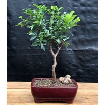 Flowering Jaboticaba Bonsai Tree - Small (eugenia cauliflora)