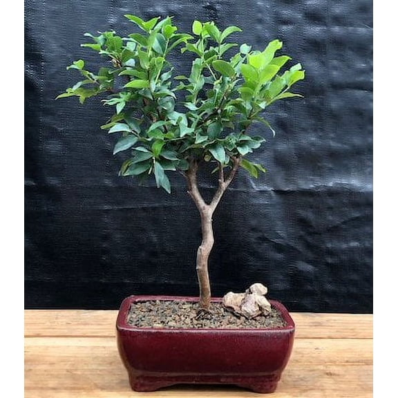 Flowering Jaboticaba Bonsai Tree - Small (eugenia cauliflora)