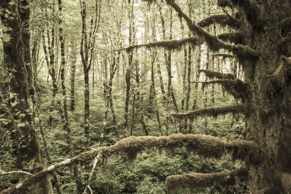 Mossy Tree Trunks I