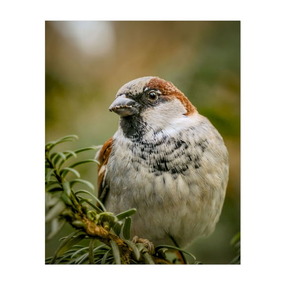 Serenity Sparrow 01 - Manhattan New York Photography Bird Wildlife Nature Animal Woodland Scenic Botanical Unframed Wall Art Print 8 x 10 inches