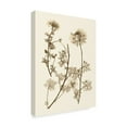 thumbnail image 2 of Trademark Fine Art 'Sepia Nature Study IV' Canvas Art by Vision Studio, 2 of 4