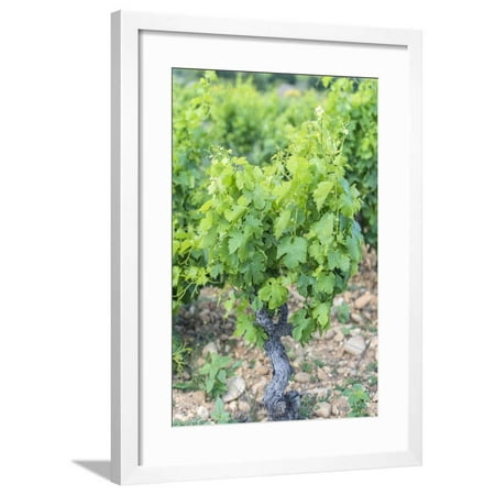 Vineyard, Chateauneuf du Pape, France Framed Print Wall Art By Jim