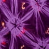 PURPLE, TIE DYE