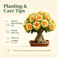 thumbnail image 4 of Desert Rose, Shade Plant for Gardens-Easy Grow-Low Maintenance-Ideal for Beds Borders, Plant Pots & Planters, 4 of 5