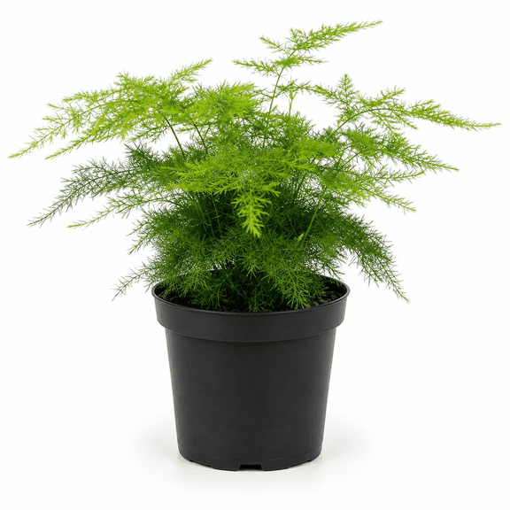 NYGardenia Asparagus Fern Live Plant in 4-Inch Nursery Pot, Feathery Indoor Houseplant