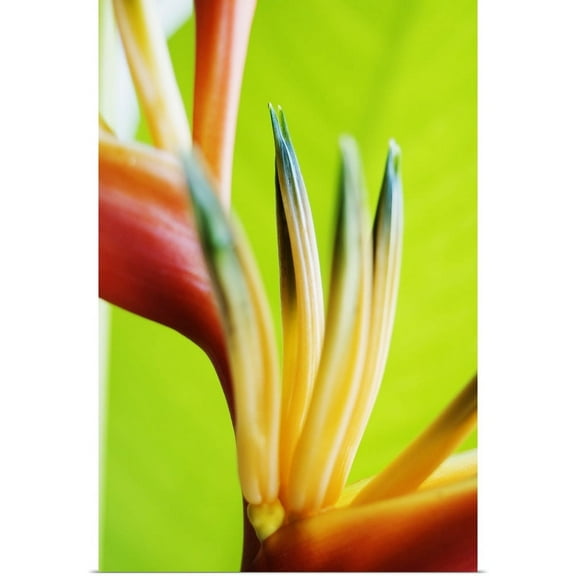 Great BIG Canvas | "Close-Up View Of Heliconia" Art Print - 24x36
