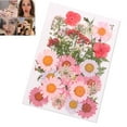 thumbnail image 4 of SPRING PARK Pressed Mixed Organic Natural Dried Flowers DIY Art Handicraft Gift Decoration, 4 of 6