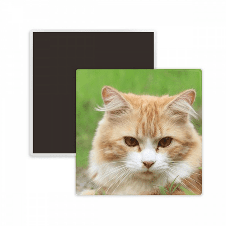 

Yellow Stripes Cat Stare Pet Animal Square Ceracs Fridge Magnet Keepsake Memento