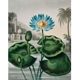 thumbnail image 2 of Thornton, Robert John 12x14 Gold Ornate Wood Framed with Double Matting Museum Art Print Titled - The Blue Egyptian Water Lily from The Temple of Flora, 2 of 4