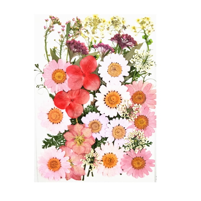 Dried Flowers Set Scrapbooking Decorating Real Flower Durable Material: Decal Handicraft Filling Pressed Specimen Label for Makeup Phone Use Type 6