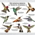 thumbnail image 3 of CafePress - Hummingbirds Of North America Sweatshirt - Crew Neck Sweatshirt, 3 of 4
