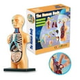 thumbnail image 1 of Human Body Model Organs Simple Assembly Learning Tool Kit Anatomy Model Display STEM Gift Teaching Supplies, 1 of 6