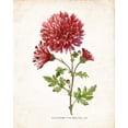 thumbnail image 2 of Nan 12x14 White Modern Wood Framed Museum Art Print Titled - Botanical III, 2 of 4