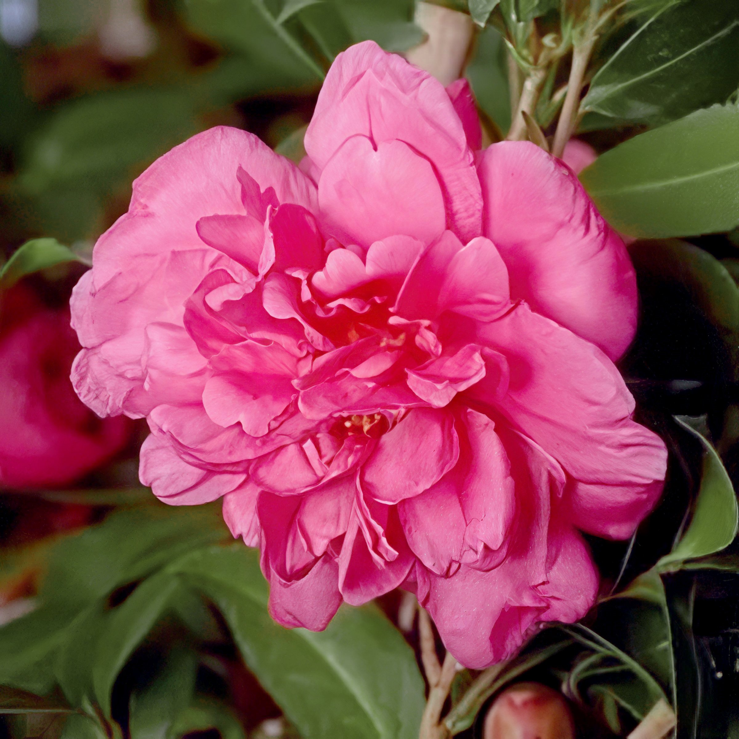 National Plant Network 1 gal. Camellia Sasanqua Alabama Beauty Shrub