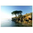 thumbnail image 1 of Great BIG Canvas | "Cypress Trees On Sandstone Islet, British Columbia, Canada" Art Print - 30x20, 1 of 4