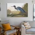 thumbnail image 6 of American Bird Artists John James Audubon Little Blue Heron Poster Art Poster Canvas Painting Decor Wall Print Photo Gifts Home Modern Decorative Posters 24x36inch(60x90cm), 6 of 6