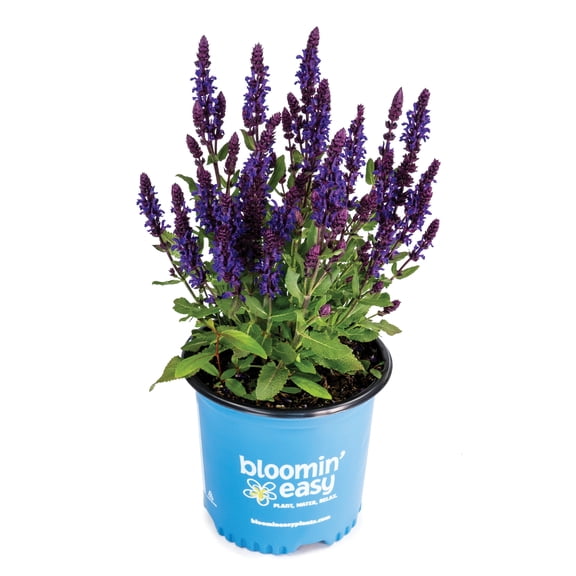 1 Gallon Perpetual Purple™ Meadow Sage