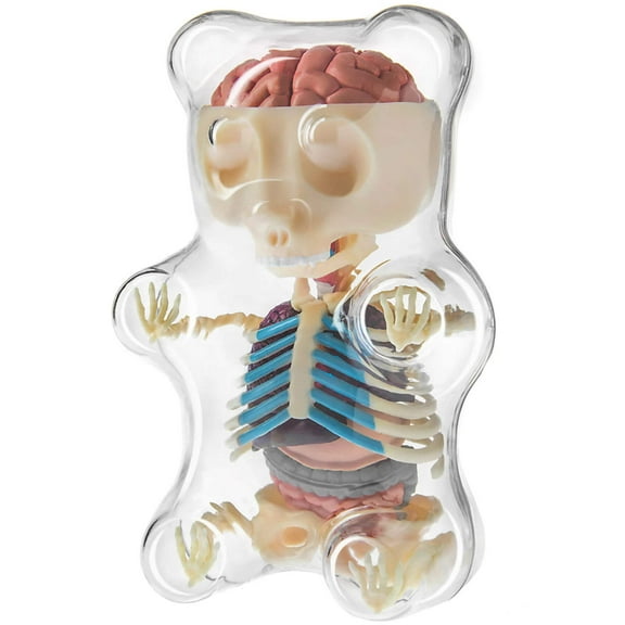 4D Vision Gummi Bear Anatomy Model