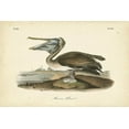 thumbnail image 2 of Audubon, John James 18x13 Black Ornate Wood Framed with Double Matting Museum Art Print Titled - Audubons Brown Pelican, 2 of 4