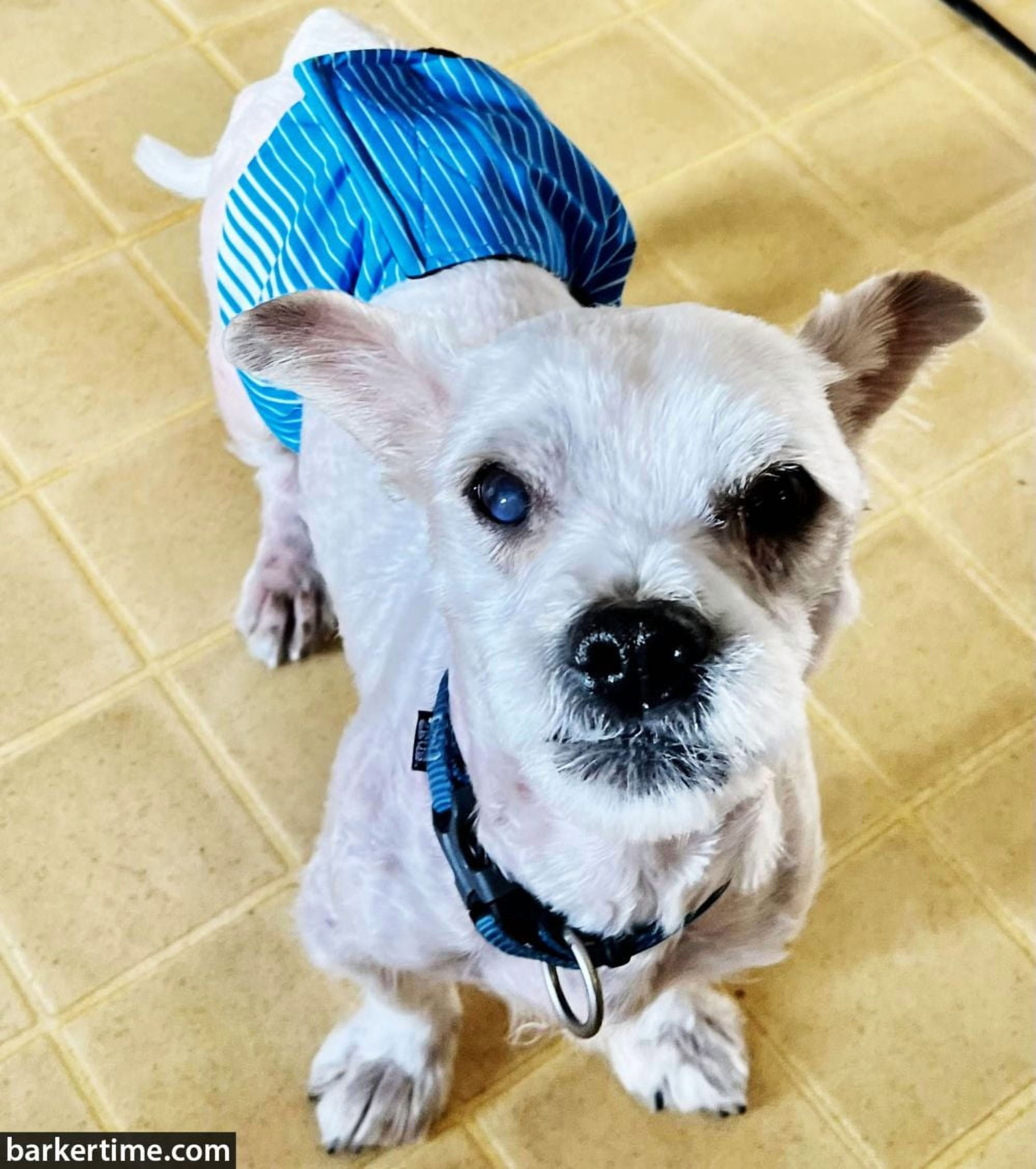 Barkertime Blue Stripes Premium Waterproof Washable Dog Belly Band Male Wrap - Made in USA
