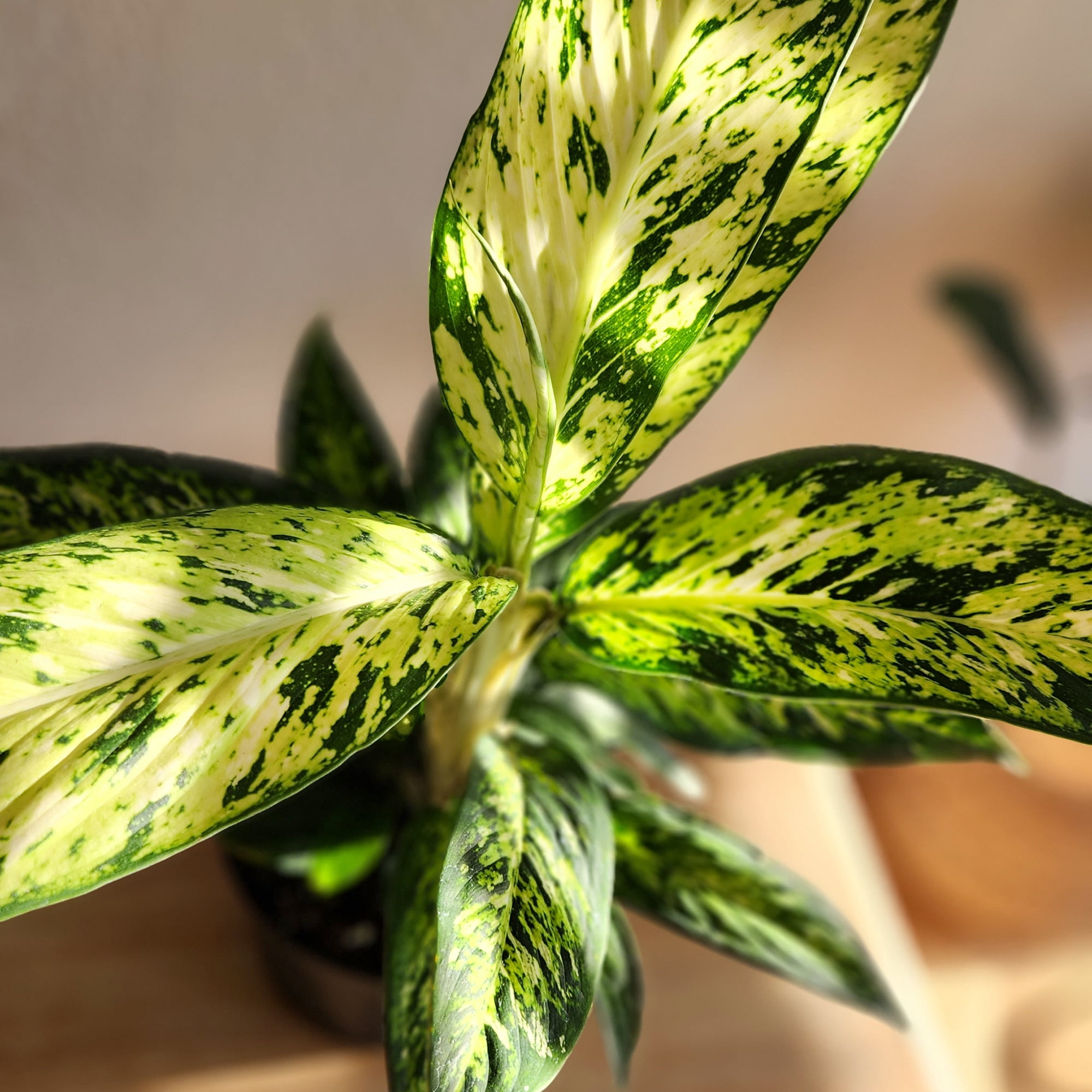 Expert Gardener Star Bright Dumb Cane, 6in. Houseplant Pot, Easy Care Live Plant, Indirect Sun