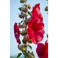 thumbnail image 5 of 25 DARK RED HOLLYHOCK Alcea Rosea Flower Seeds Perennial, 5 of 11