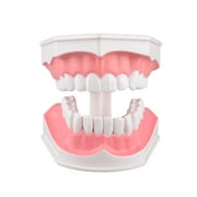 2 Times Enlarge Dental Teeth Model