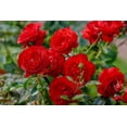 thumbnail image 2 of 5 * SEEDS * RED ROSE Rosa Bush Shrub Perennial Flower Seeds, 2 of 8