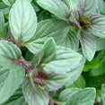 thumbnail image 5 of 3-Pack Mint Collection – Chocolate Mint, Lemon Balm & Peppermint – Live Herb Plants, 5 of 6
