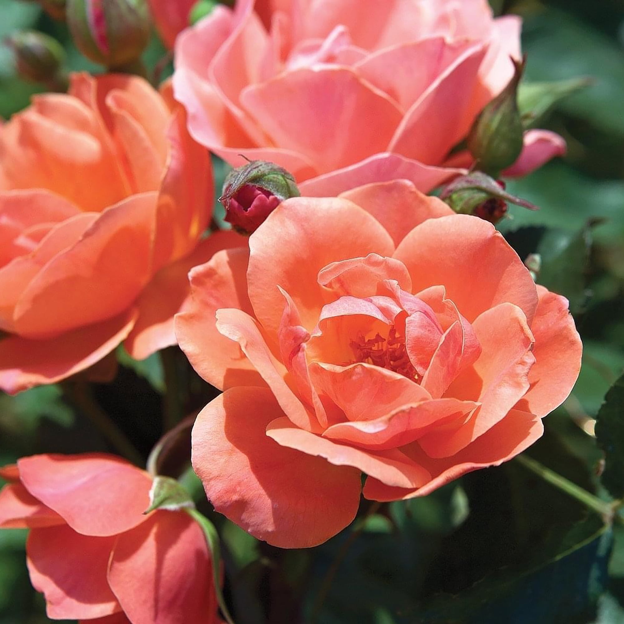 The Knock Out® Family of Roses 'The Coral Knock Out® Rose' Live Shrub in 1-Gallon Grower Pot