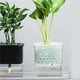 thumbnail image 3 of Inteprter Maceta de absorción de agua automática, maceta para plantas hidropónicas, maceta de PP para el hogar, maceta para cría de interiores, maceta Jardín y Patio Translúcido Inteprter HA000637-03B, 3 of 6
