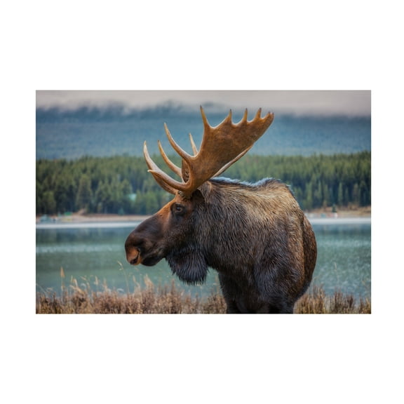 Canvas Wall Art - Juan Romero Salamanca 'Moose' Wall Art for Living Room, Bedroom, or Office Décor by Trademark Fine Art - 47 x 30 Inches