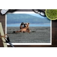 thumbnail image 3 of Grizzly Bear Waving (9x12 Wall Art Print, Home Decor), 3 of 3