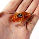 thumbnail image 3 of 1 cebo de pesca de cigarra 2024 nuevo cebo duro de pesca con ojo holográfico 3D cebo de pesca de cigarra cebo de pesca biomimético con forma de cigarra, 3 of 5