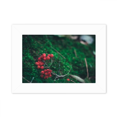 thumbnail image 1 of Fruits Rouges Sylviculture Science Nature Paysage Photo Monter Cadre Image Art Peinture Bureau 5 X 7 Pouces, 1 of 3