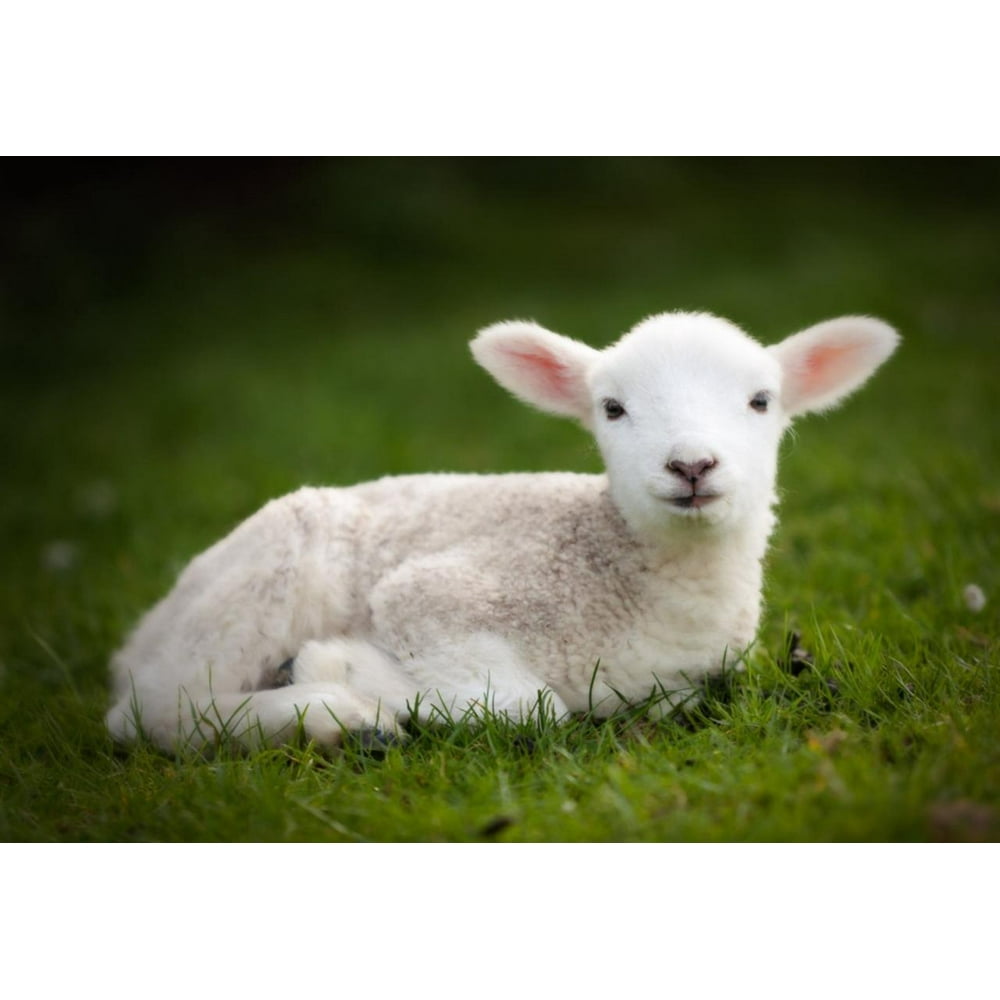 Print on Metal Baby Sheep Poster Picture White Livestock Grass Farm