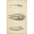thumbnail image 2 of Wood 16x24 White Modern Wood Framed Museum Art Print Titled - Marine Mollusk I, 2 of 4